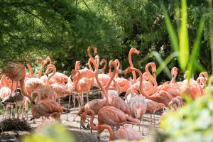Bruiloft flamingo