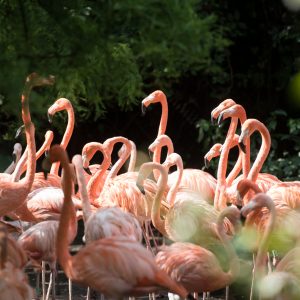 Flamingo's op je bruiloft