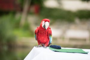 papegaai trouwringen